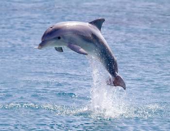 Things To Do Dolphin Tours